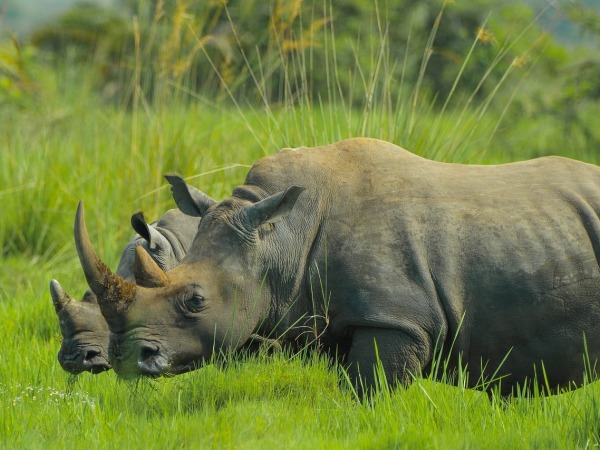 Entebbe Havaalanı Transferleri (EBB) 